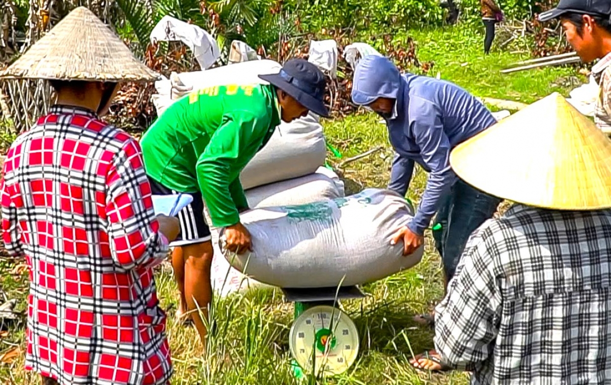 Nông dân Cà Mau có lãi hơn khoảng 4 triệu đồng/ha nhờ trồng lúa phát thải thấp.