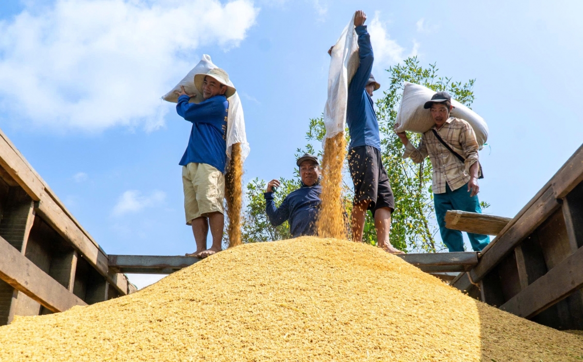 Lúa phát thải thấp được doanh nghiệp bao tiêu với giá cao hơn thị trường.