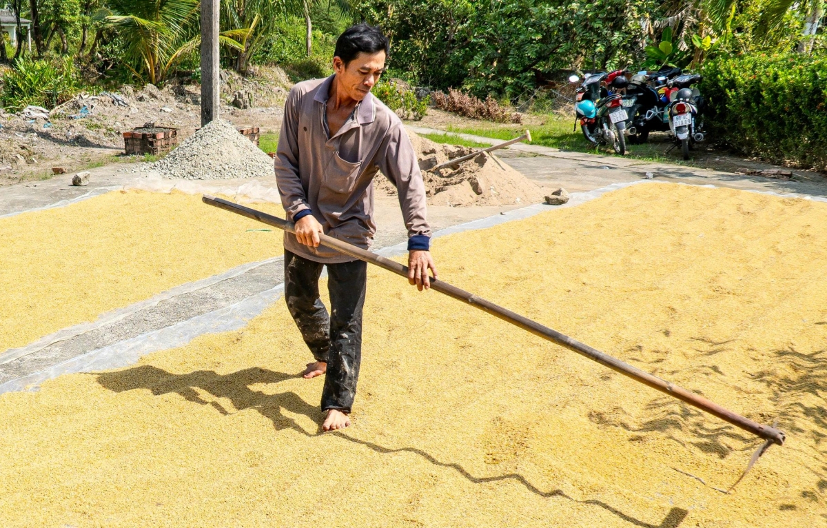 Đến 2030, tỉnh Cà Mau sẽ có khoảng 55.000 ha lúa phát thải thấp.