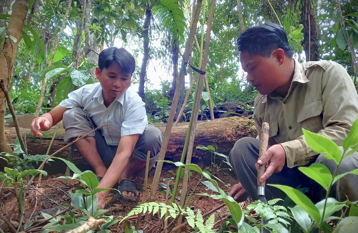 Mô hình trồng sâm 7 lá ở địa bàn xã La Êê mở ra sinh kế mới cho đồng bào địa phương.