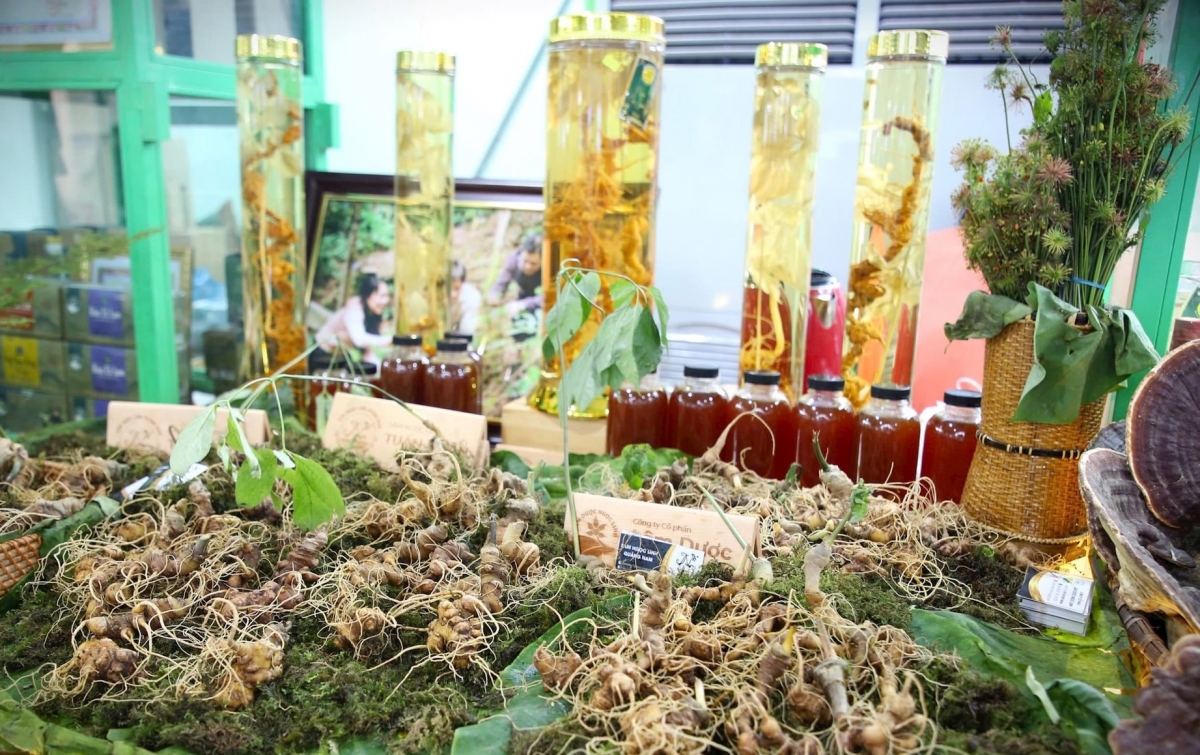 Trà Linh sẽ tập trung xây dựng vùng trồng dược liệu quy mô lớn, đạt chuẩn quốc tế. Ảnh minh họa: Sâm Ngọc Linh trưng bày tại Hội chợ sâm, tổ chức định kỳ hàng tháng.