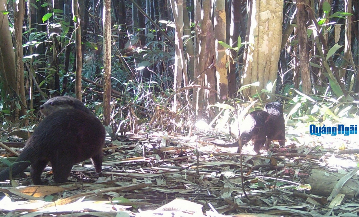 Đàn Rái cá được phát hiện tại vườn Chư Mom Ray.