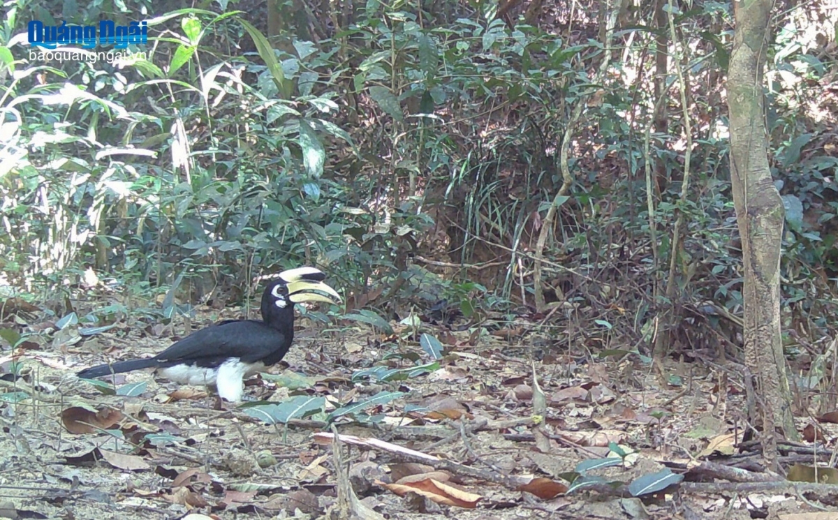 Chim Hồng hoàng tại vườn Quốc gia Chư Mom Ray.