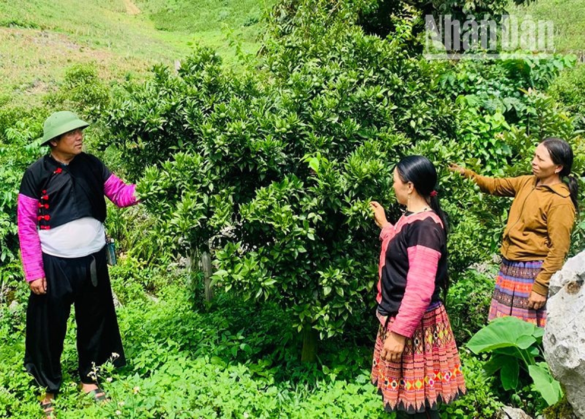 Tix lâuk Caoz kriê pox nhuôs chos ntông nox txir hur

 