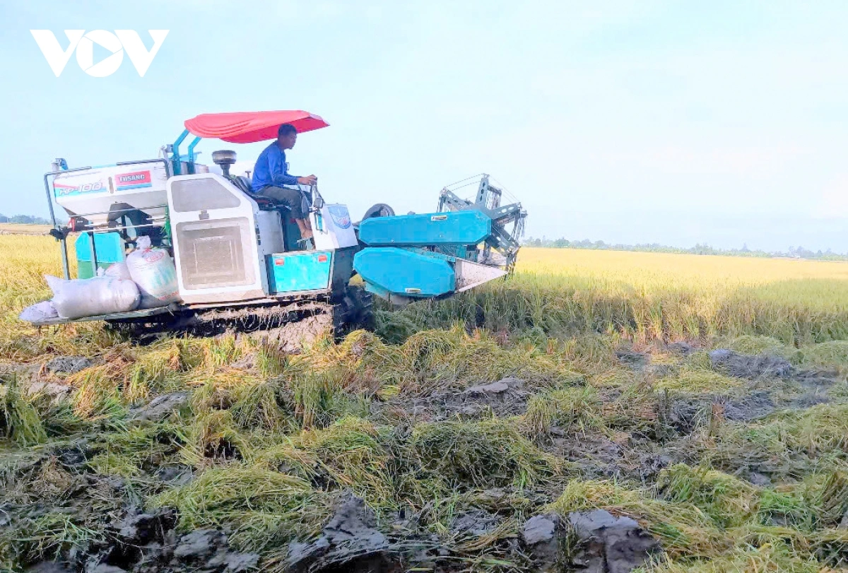 Mbang pala padai he thu jaik tal Bhum Taneran kraong Cuu Long brei khin hu rilo khak drak