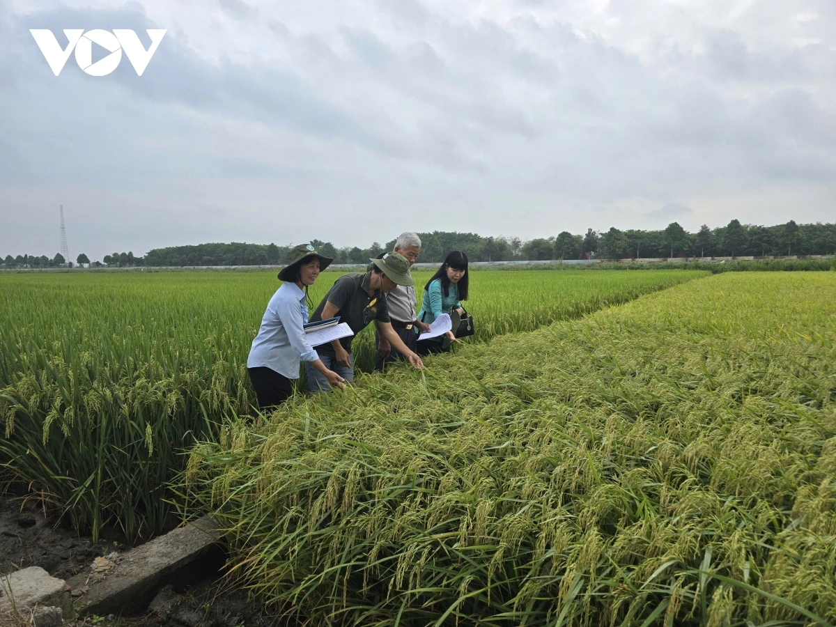 Paglaong yaom kaom asar brah, brei mboh labik dang saong angan je brah Viet Nam di darak pasar dunya