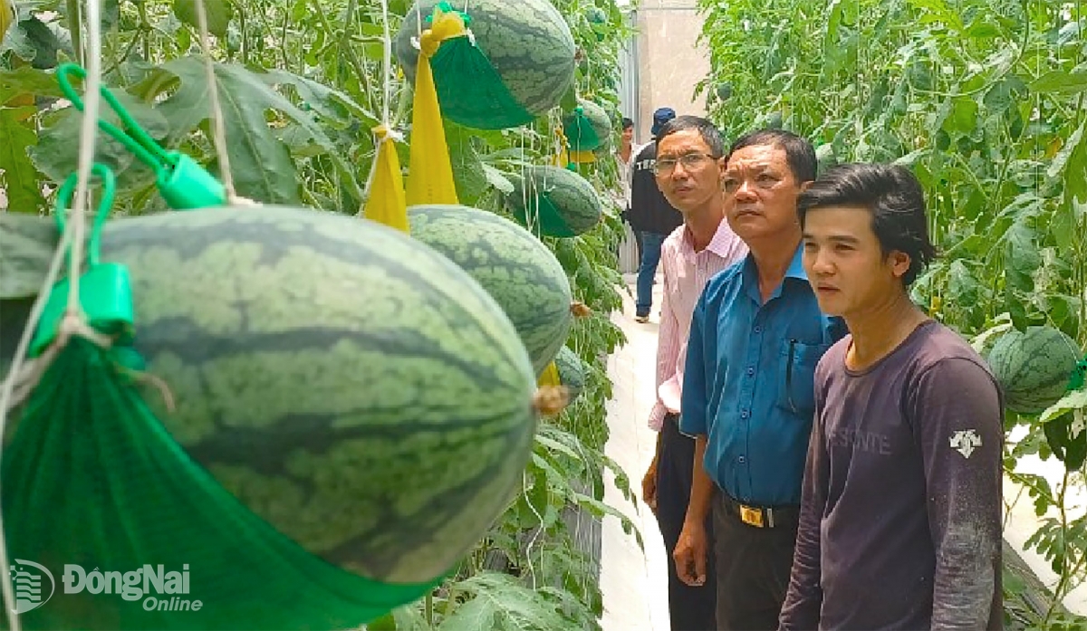 Bruk pala tamekai meng ilamo kong nghe glaong di sa-ai Thùy dui pachreih tuai jirah rivang