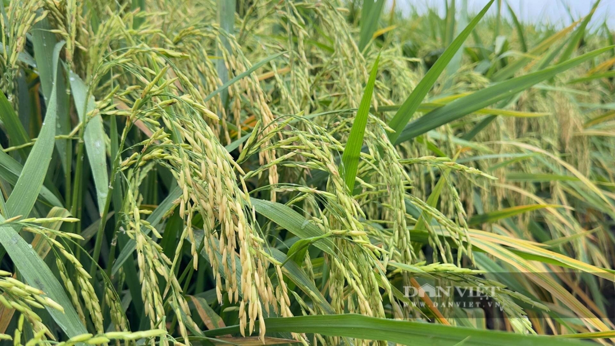 Urang ngak nong Can Tho pala pajaih padai bahrau, phun menek tabiak dhan tabiak bangu khang kajap, pablei hu yaom glaong yau padai ST25