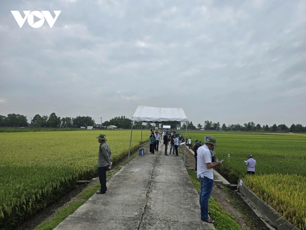 Urang ngak nong palih ruah padai caong takre, paglaong yaom kaom asar padai bhum Taneran kraong Cuu Long