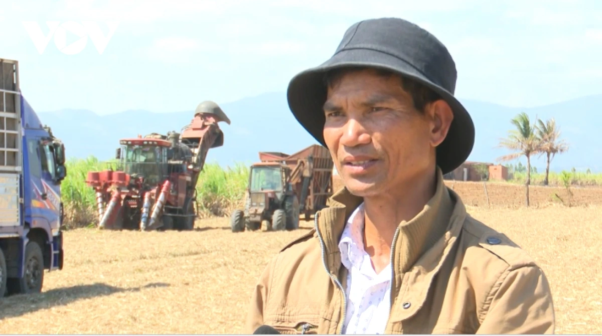 Urang pala tabau di Gia Lai