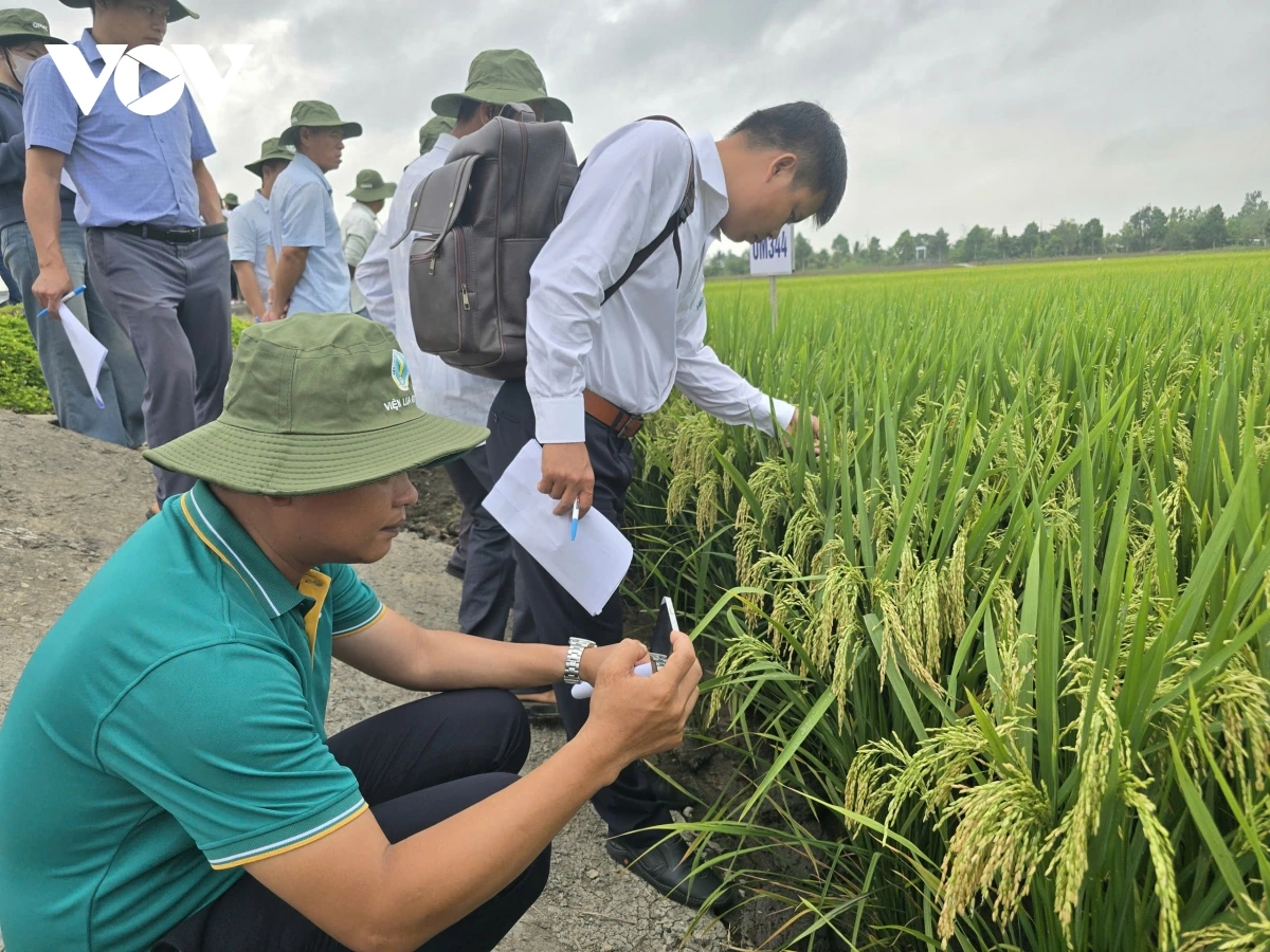 Rilo urang ngak nong mai tal meng dom tinh, ban bhum Taneran kraong Cuu Long hu tapak rivang iek dom hamu