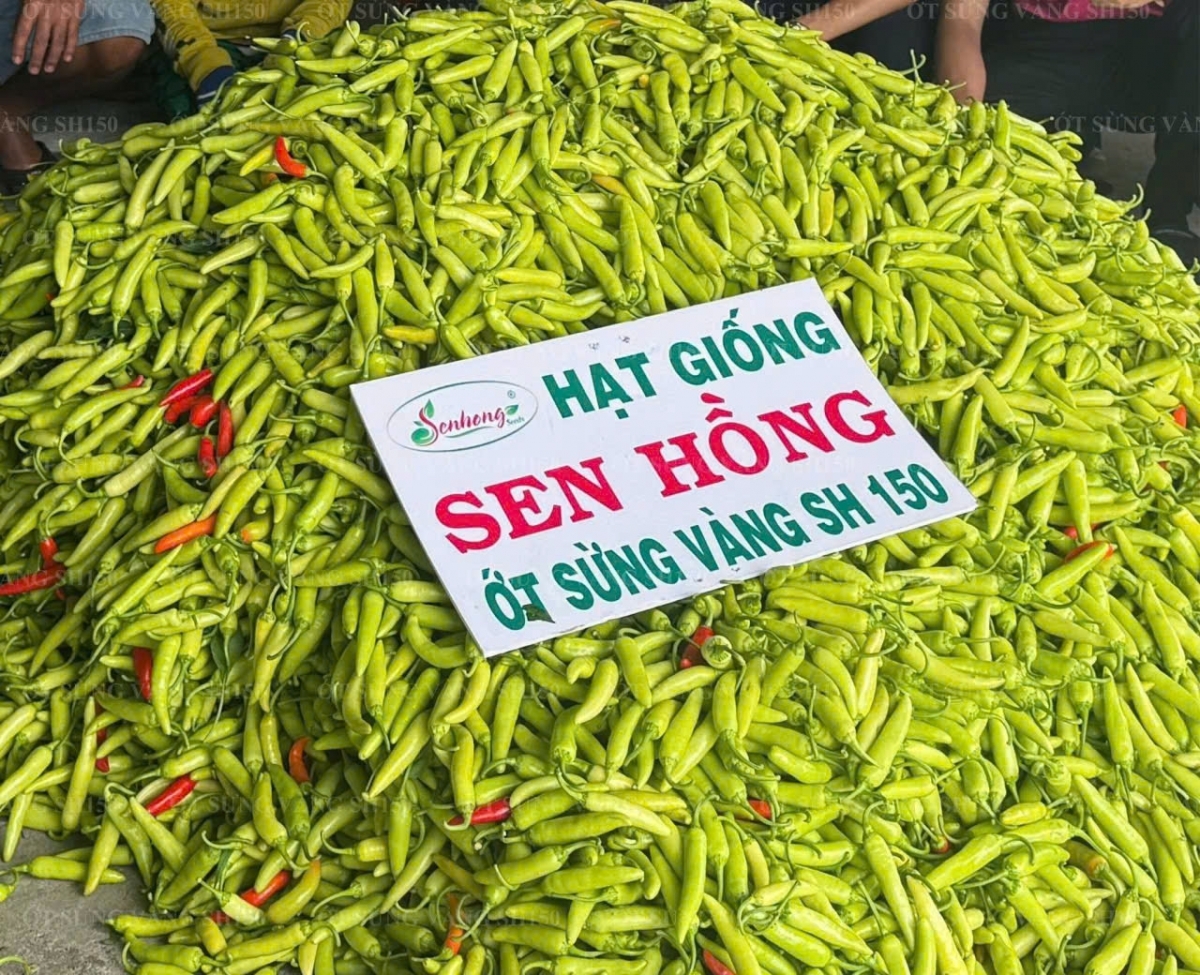 Bruk jak jeng, asar siam, patrun yaom ngak kaya lac bruk hu makna di dom gah ngak mbang pablei salih