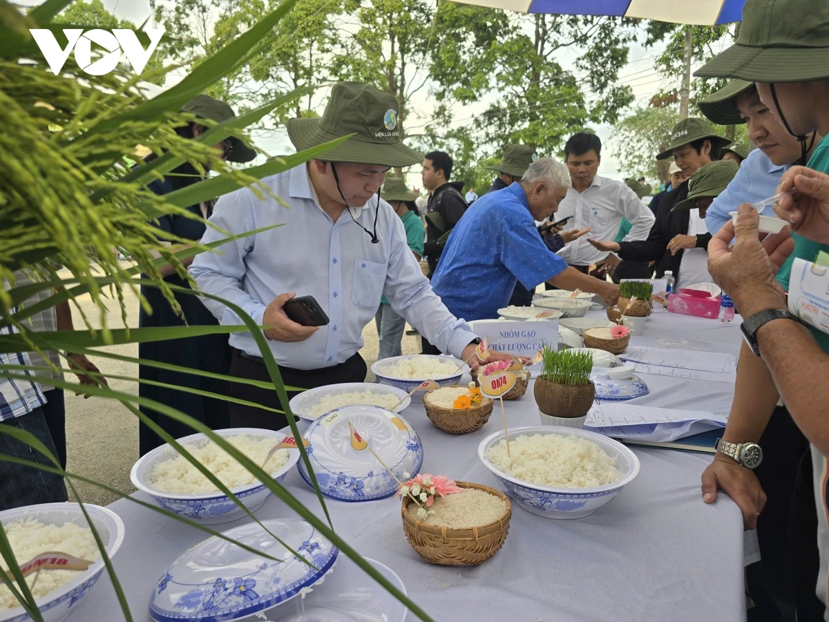 Urang ngak nong taong yaom asar siam brah di yaok pajaih padai.