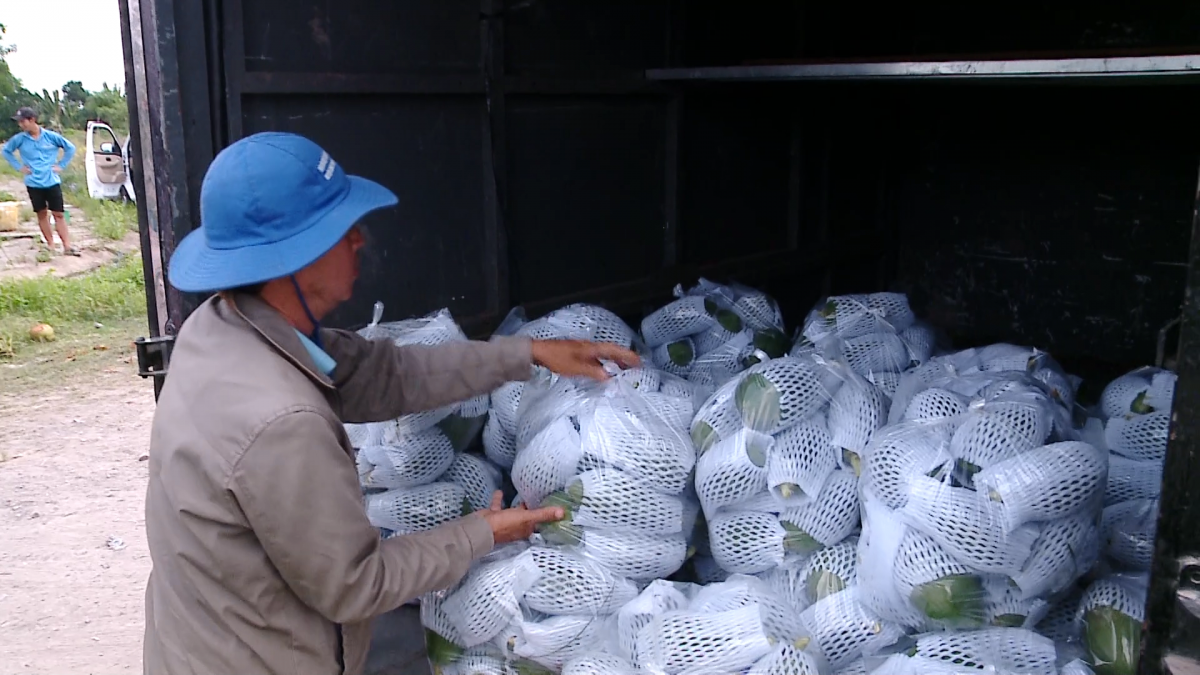 Anh Nguyễn Công Bằng thu hoạch vụ đu đủ Tết