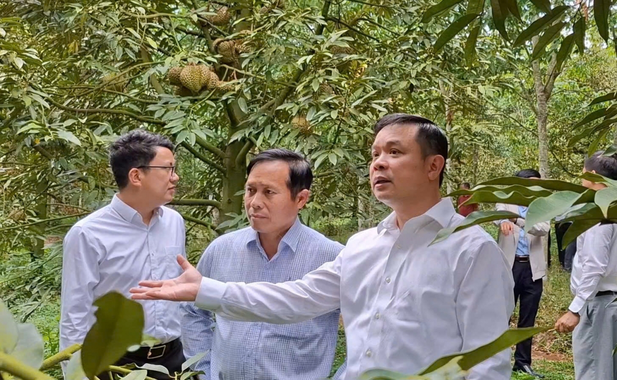 - Kơiăng khua bruă Đảng čar Dak lak Đỗ Hữu Huy nao ksieme dlăng gru hmô boh durian mklăk hŏng yan