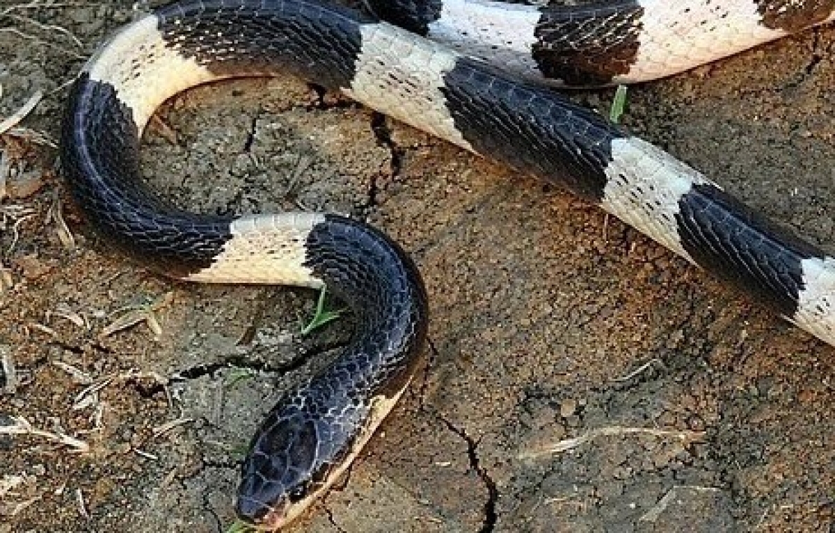 Rắn cạp nia (người dân miền Trung thường gọi là rắn mai đốt) rất nguy hiểm và kịch độc