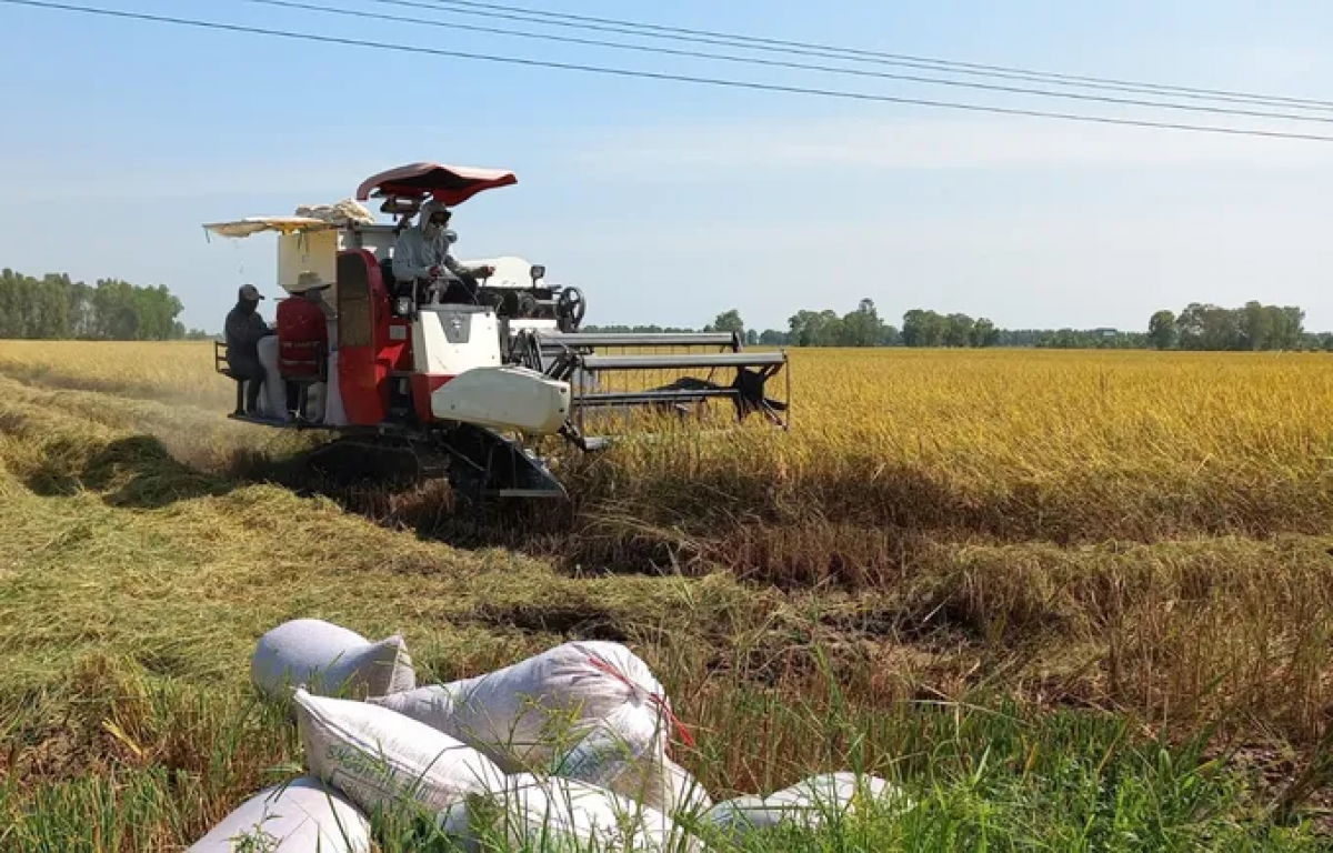 Urang ngak nong Dong Thap lam dar pong nerang piah pasiam taneh
