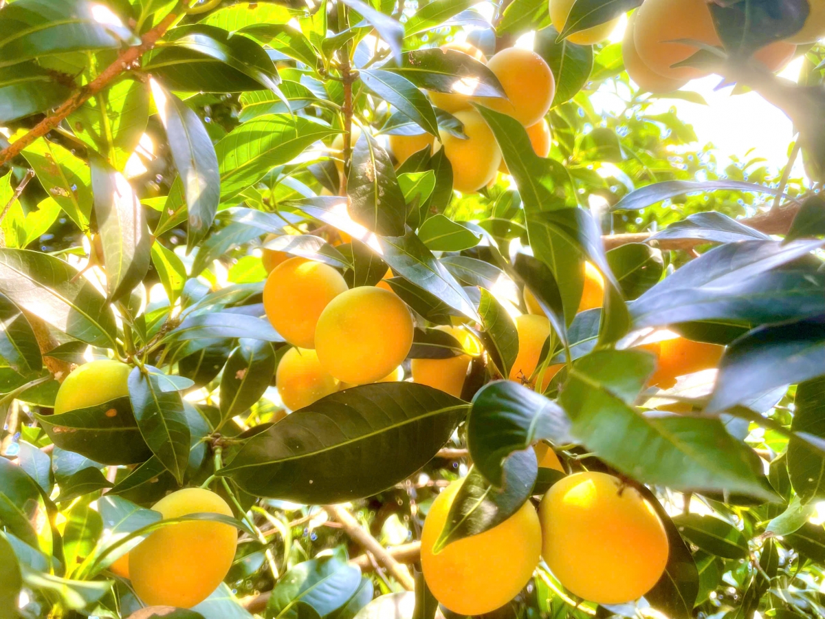 Trái thanh trà trong vườn ông Phết khi đã chín