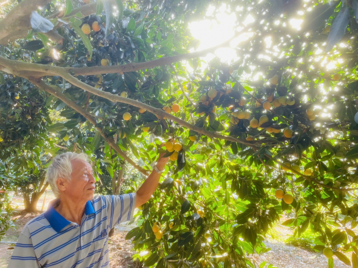 Ông Đinh Văn Phết bên vườn thanh trà cho trái chín