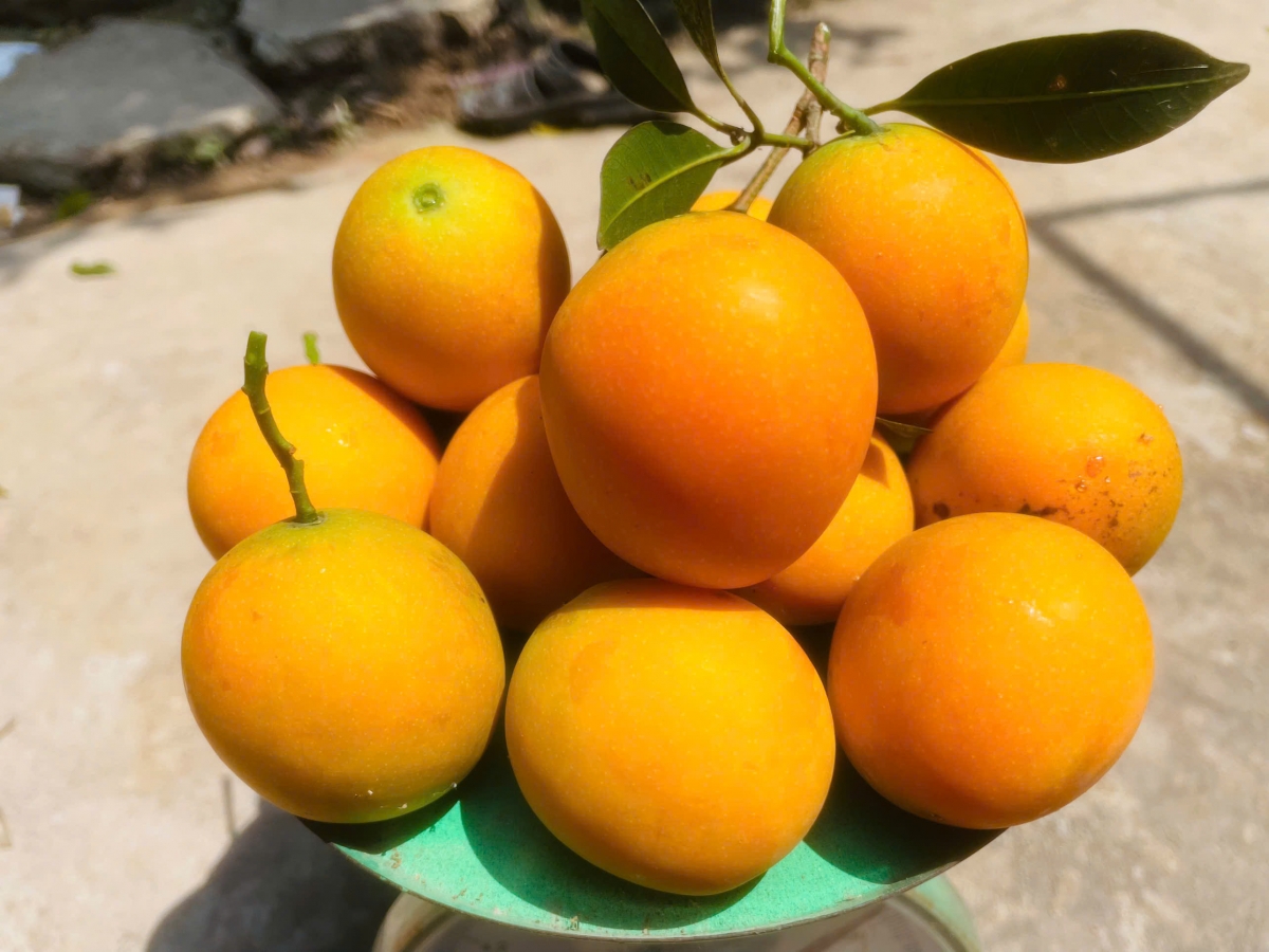 Trái thanh trà chín được thu hoạch bán cho thương lái