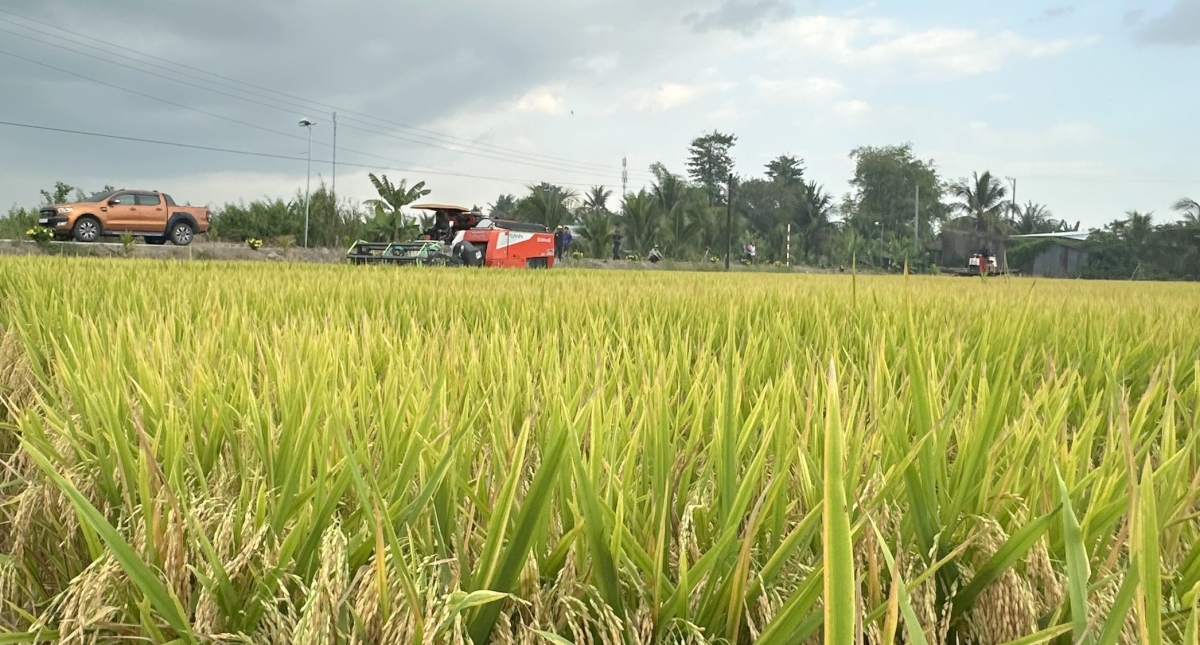 năm nay nhờ thời tiết thuận lợi, sâu bệnh ít nên năng suất khá cao