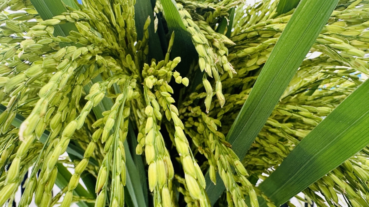 Nâng cao giá trị hạt gạo và cải thiện thu nhập cho người trồng lúa