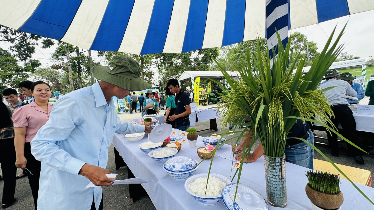 Người dân cùng đánh giá chất lượng giống lúa