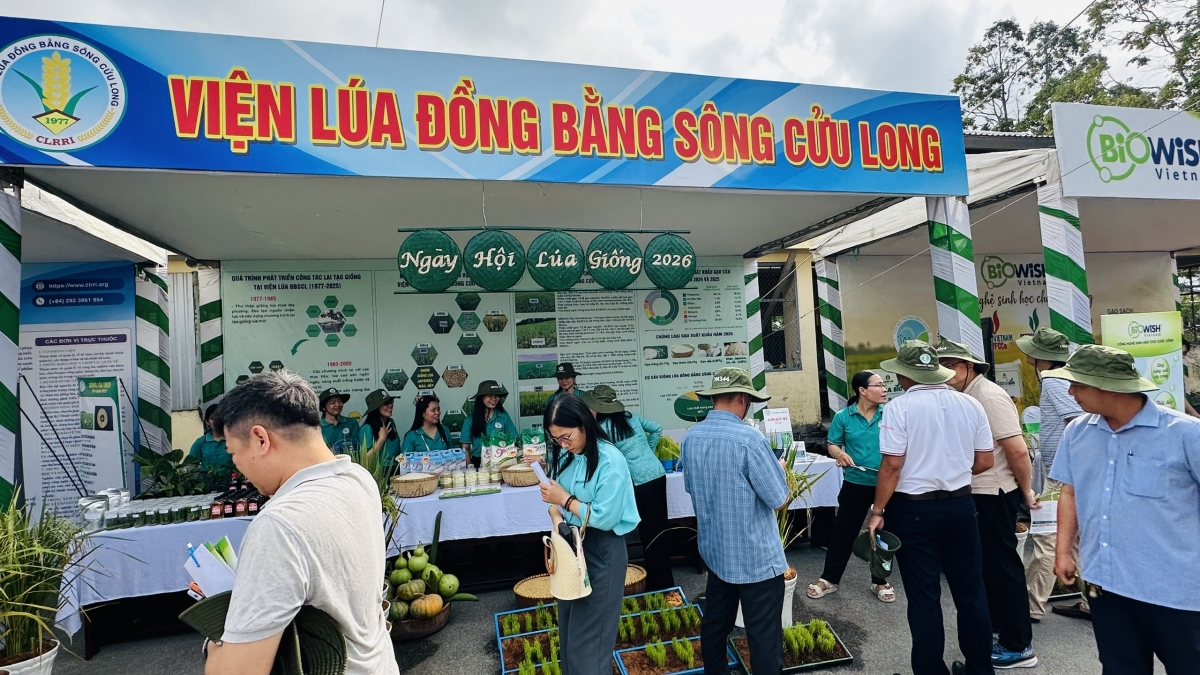 Nông dân Đồng bằng sông Cửu Long tìm kiếm giống lúa chất lượng cao