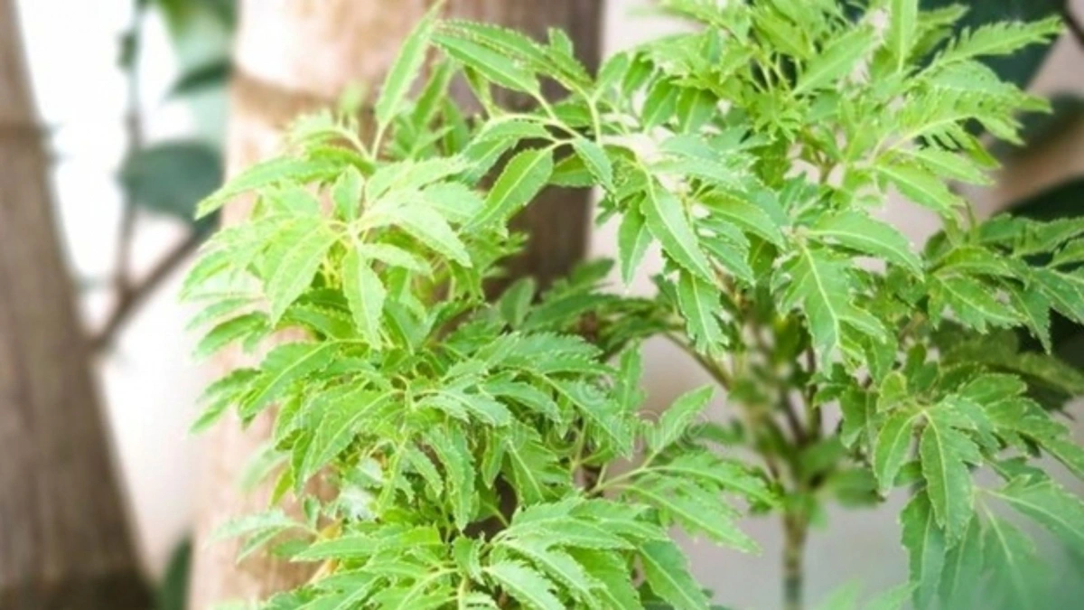 Phun Baliyum - janih jru siam di urang Viet