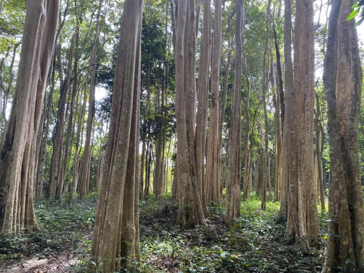 Glai hơđăp ƀơi Čư̆ Mom Ray