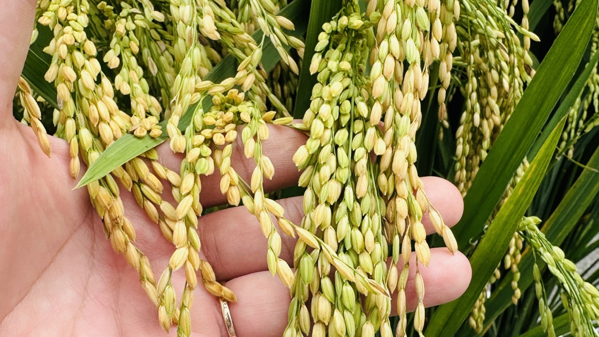 Tiếp cận giống lúa mới và các tiến bộ kỹ thuật trong sản xuất