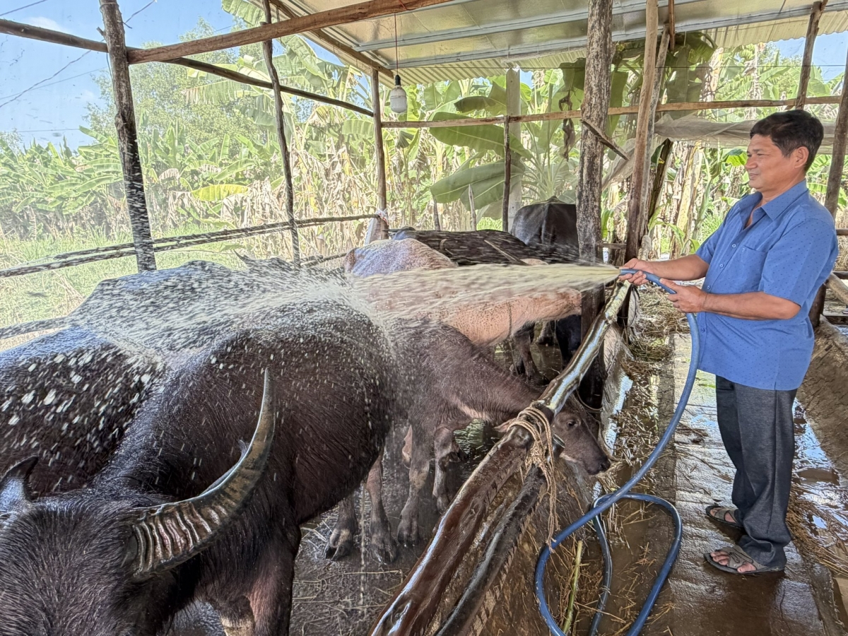 Anh Nguyễn Hồng Ngự đang chăm sóc đàn trâu nuôi trong chuồng 
