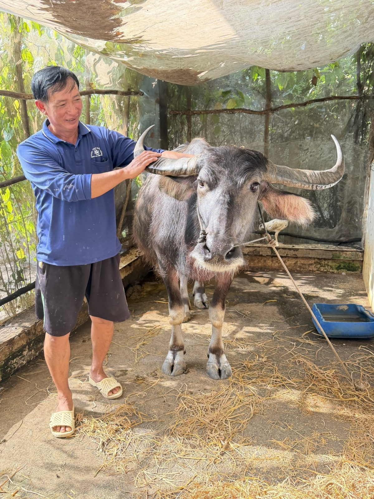 Anh Lê Văn Hết bên con trâu chuẩn bị đẻ