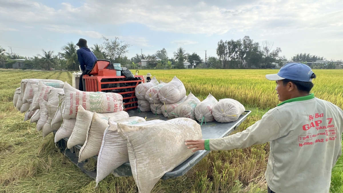 Việc liên kết sản xuất và tiêu thụ thông qua hợp tác xã được kỳ vọng sẽ góp phần nâng cao giá trị hạt gạo và ổn định đầu ra cho nông dân