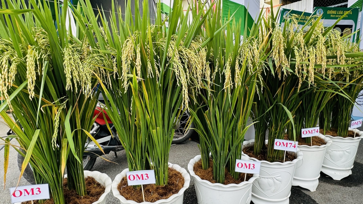 Viện Lúa Đồng bằng sông Cửu Long đã lai tạo và công bố hơn 180 giống lúa phục vụ sản xuất, góp phần nâng cao sản lượng lương thực