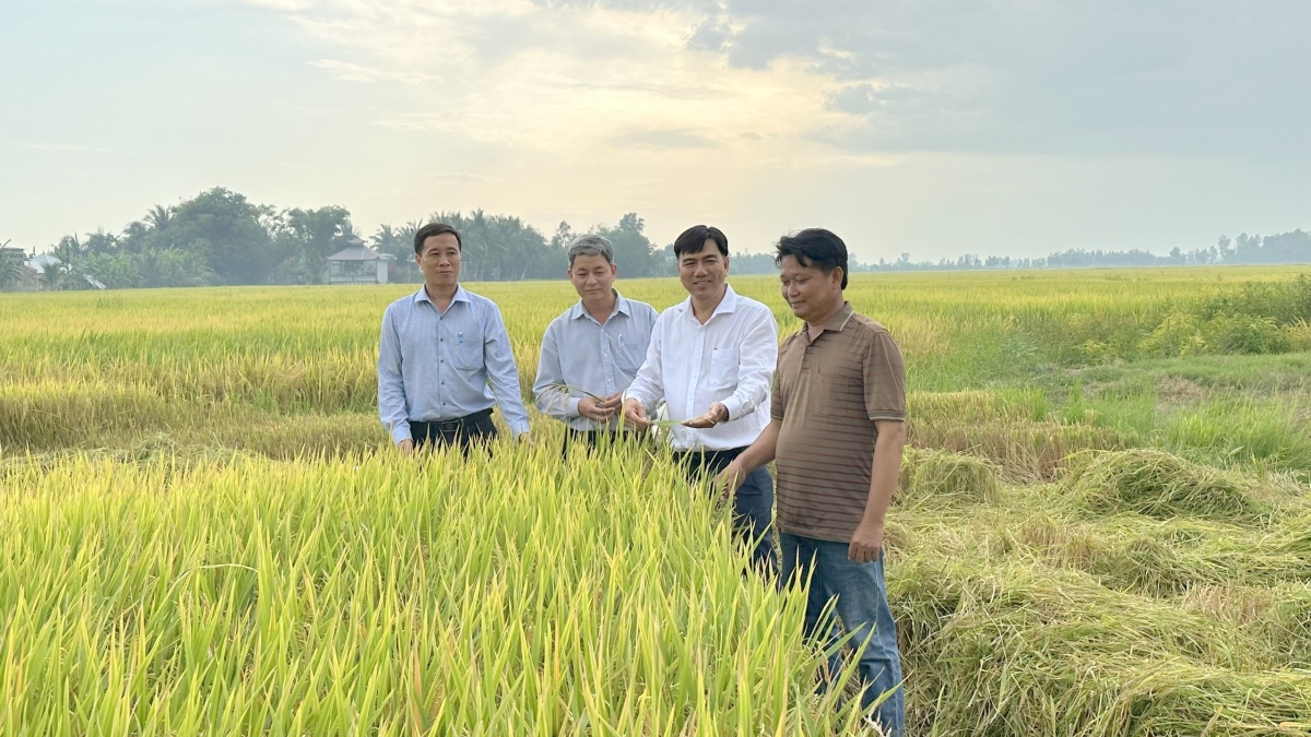 Vụ lúa Đông Xuân năm nay tại xã Cờ Đỏ, TP. Cần Thơ được đánh giá khá thuận lợi khi thời tiết ổn định, sâu bệnh ít, năng suất cao