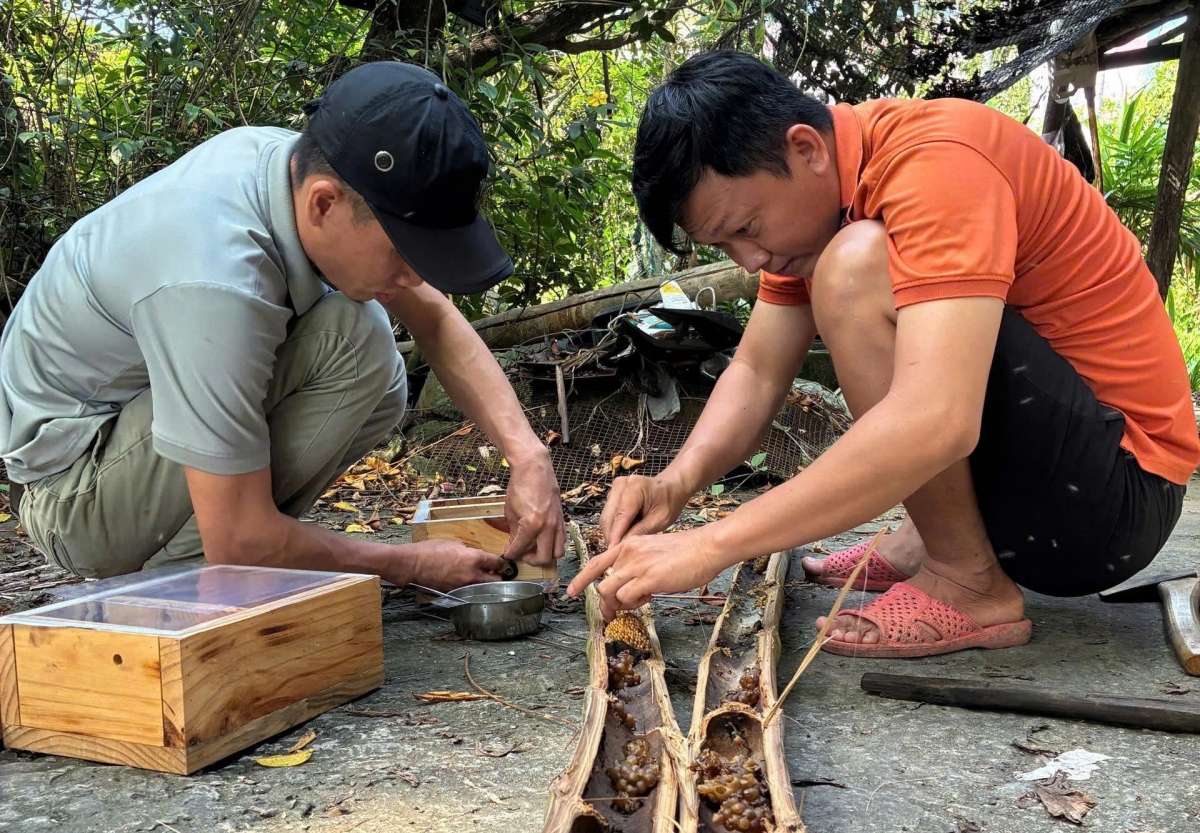 Anh Vũ và anh Lam thu hoạch ong dú trong ống tre.
