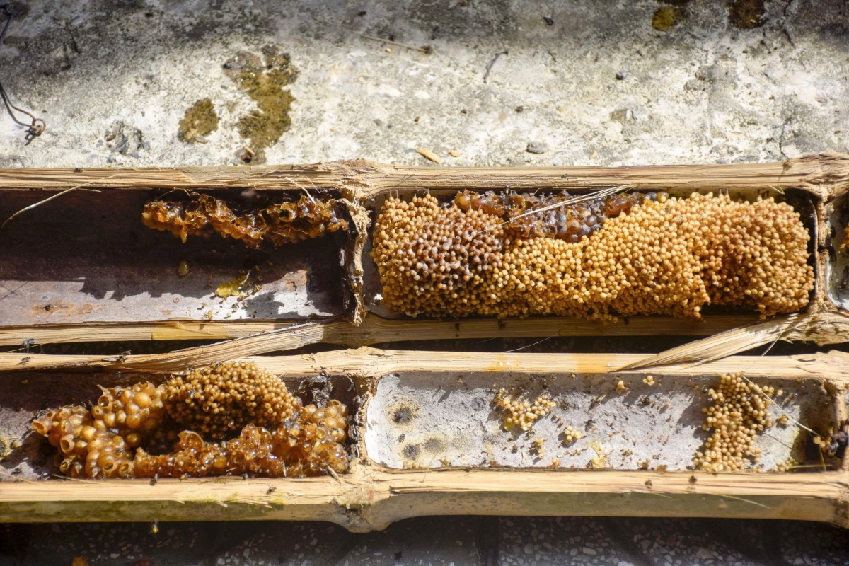 Ong dú nuôi trong ống tre đạt sản lượng khá và cho chất lượng mật ngon.