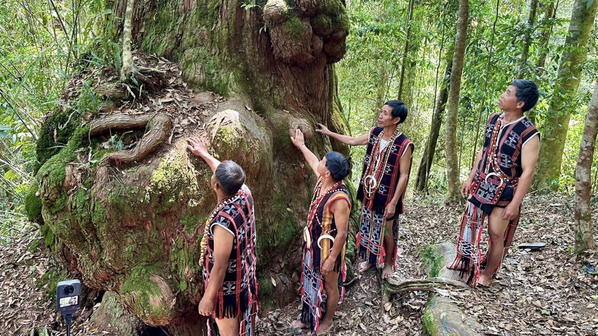 Rừng có 725 cây Pơ mu đã được công nhận là Cây Di sản Việt Nam; nhiều cây có tuổi đời từ khoảng 300 năm đến hơn 1.000 năm, thậm chí có nguồn ghi nhận lên đến 1.800 năm. Ảnh: Parai