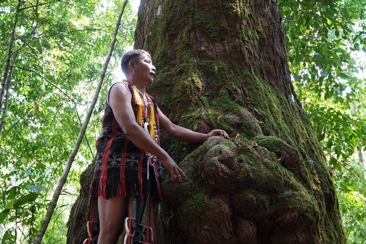 Nhiều cây có đường kính thân từ 1m đến hơn 2m, rễ nổi lớn, thân phủ rêu dày và tán cây vươn cao giữa nhiều tầng sinh thái rừng. Ảnh: Parai