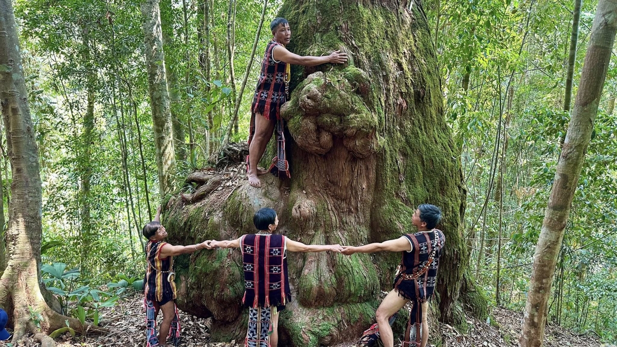 Điểm nhấn đặc biệt của hành trình là quần thể Pơ mu cổ thụ phân bố trên khu vực núi cao, thuộc vùng rừng tự nhiên còn giữ được khá nguyên vẹn. Ảnh: Parai