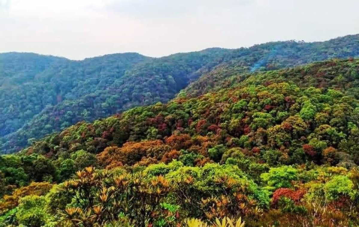 Quần thể rừng Pơ mu nơi đây được xem là một “di sản sống” của đại ngàn, hội tụ nhiều giá trị về đa dạng sinh học, văn hóa bản địa và tiềm năng phát triển du lịch sinh thái bền vững. Ảnh: Parai