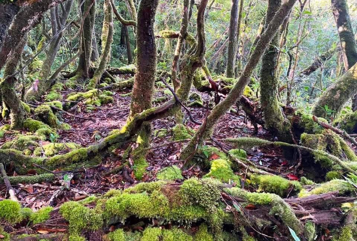 Những năm gần đây, ngày càng có nhiều nhóm du khách lựa chọn các cung đường trekking, trải nghiệm thiên nhiên và tìm hiểu văn hóa bản địa thay cho các loại hình tham quan ngắn ngày. Ảnh: Parai