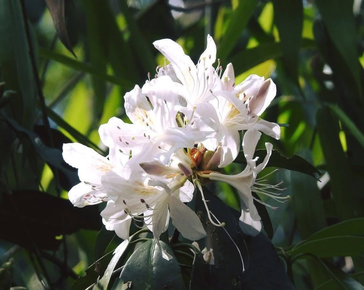 Hoa Đỗ Quyên. Ảnh: Parai