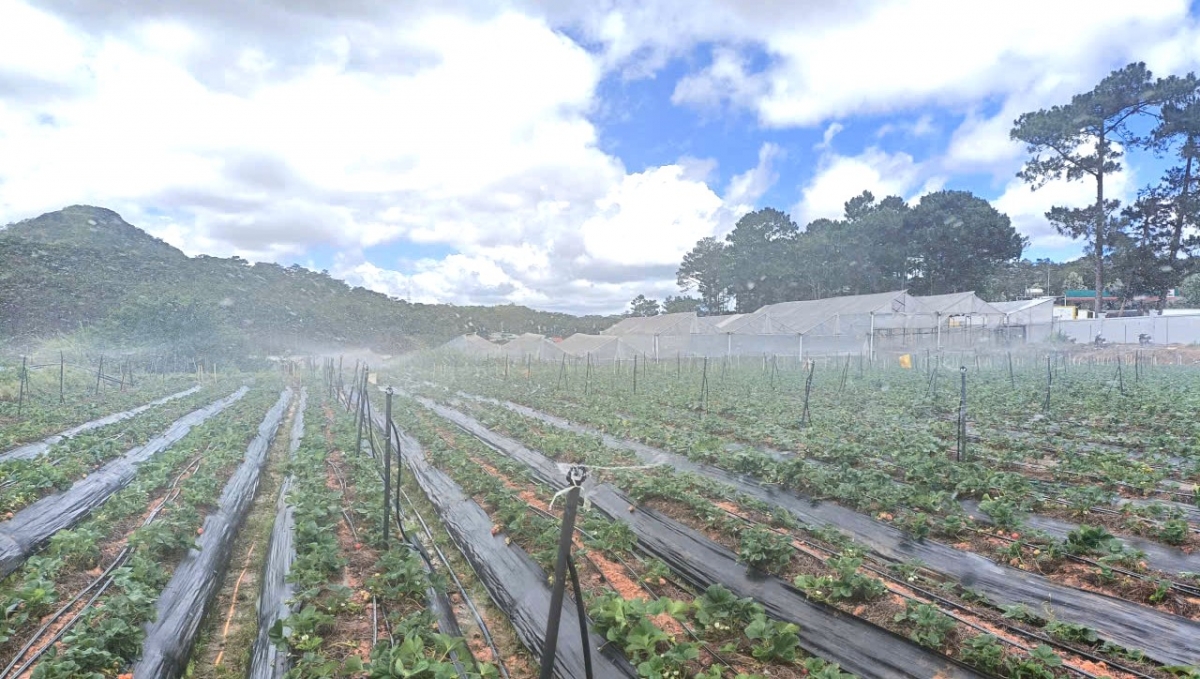 Mơnuih pla phun dâu tây ƀơi Đà Lạt mă yua đing pruih rơgơi kiăng kơ pơkrem ia, hrŏ ƀiă prăk apah arăng hăng blơi ia jâo