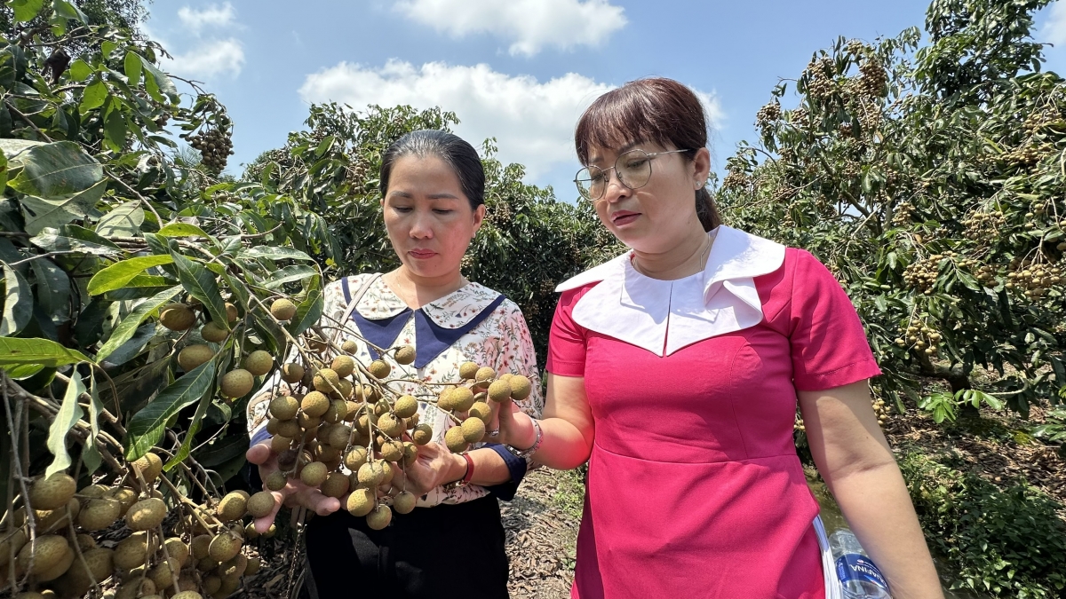 Nhãn được canh tác theo tiêu chuẩn VietGAP, GlobalGAP