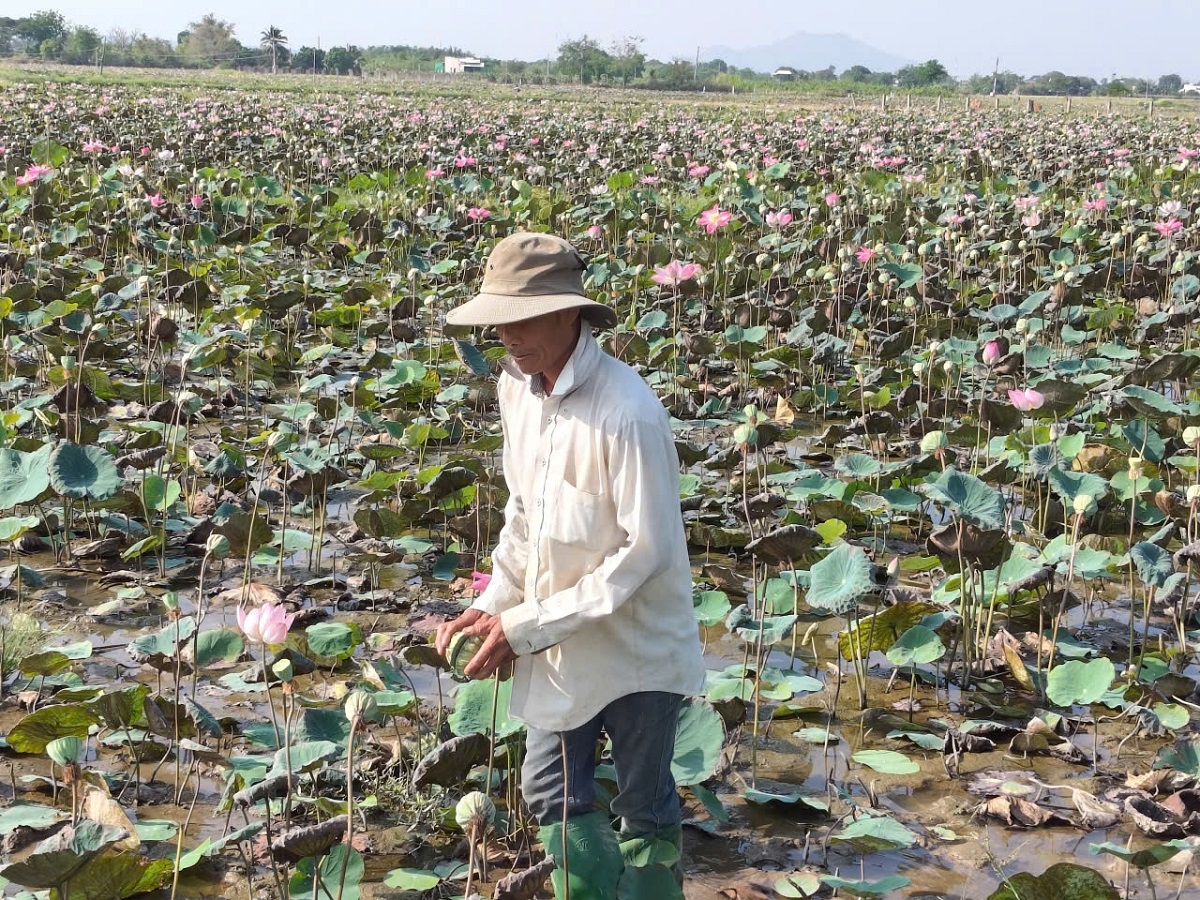 Nông dân Nguyễn Kế Lộc đang thu hoạch sen
