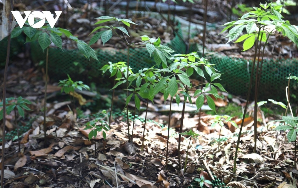 Quảng Ngãi trở thành vùng dược liệu trọng điểm quốc gia và trung tâm sản xuất dược liệu lớn của cả nước.