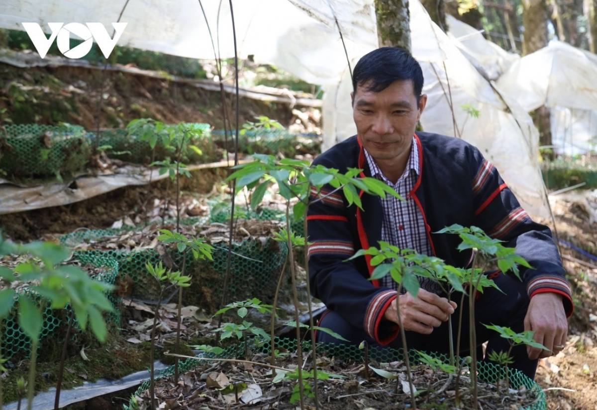 Cây sâm Ngọc Linh trồng ở xã Măng Ri, tỉnh Quảng Ngãi.