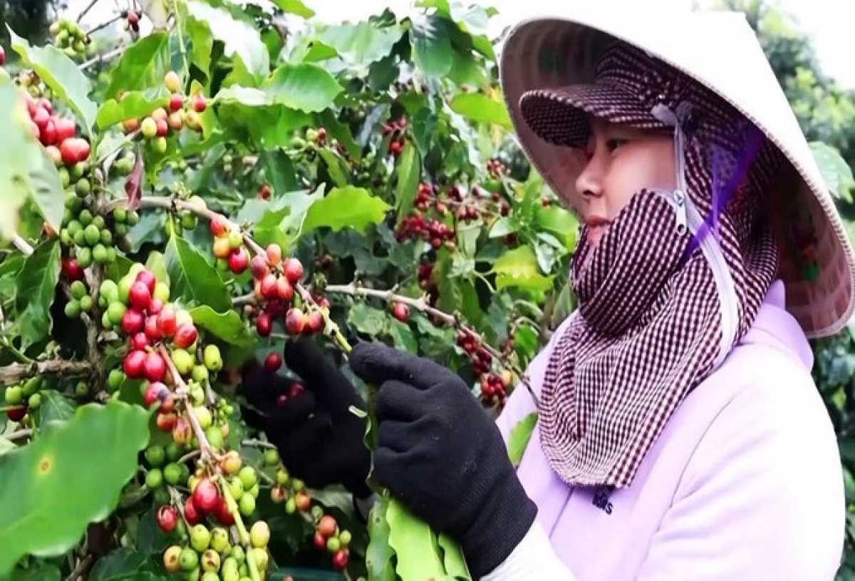 Người dân Quảng Trị thu hoạch cà phê.